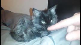 Cat proffers paw