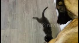 Kitten plays with massive dog
