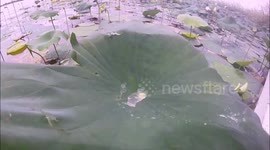 Cool effect created by pouring water on lotus leaf