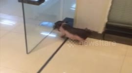 Tiny pig can't work out glass door