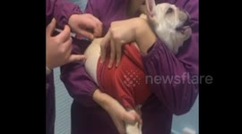 Puppy afraid of injection screams desperately