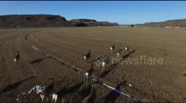 Drone herds deer