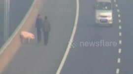 Driver stops lorry on motorway to pick pig up