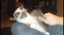 Kitten bites own tail