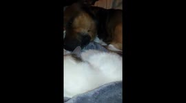 Dog snores loudly while asleep