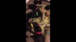 DUPLICATE Adorable puppy tea party