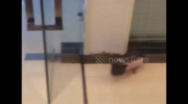 Tiny pig can't work out transparent glass door