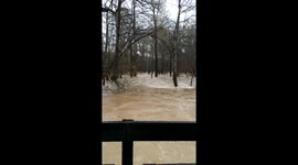 Woodland area completely flooded in Louisiana, USA