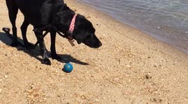 Adorable dog nudges ball into ocean, retrieved it and repeats behavior