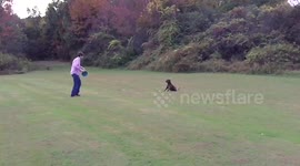 Amazing slow-motion footage of a dog catching a frisbee