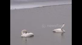 Trumpeter Swans Start to Arrive in Minnesota