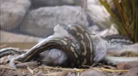 Carpet Python Swallows Chicken September 2015 Snake Out Brisbane Snake Catchers