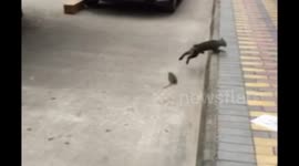 This rat chasing a cat is HUGE
