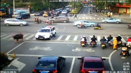 Police shoot buffalo dead after it causes havoc on busy road