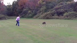 Amazing slow-motion footage of a dog catching a frisbee