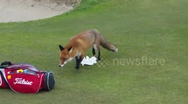 Foxy thief