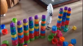 Cockatoo ruthlessly smashes stacked cups