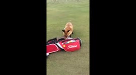 Foxy wallet thief POV. unseen footage!!