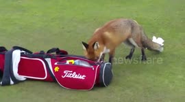 Fox runs off with golfer's wallet in Ireland