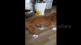 Puppy wears trainers and walks hilariously