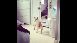 Gus the frenchy playing with his mate in the mirror