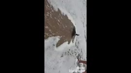 People rescue penguin in trouble on beach