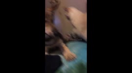Wolf pup attacked by my cat
