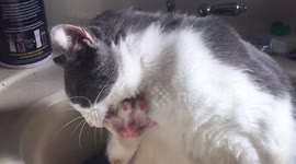 Lucky biting his nails