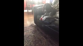 Dog likes to accidentally let ball fall out of his grip