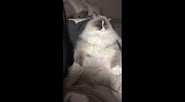 Fat cat dozes off