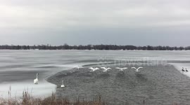 Trumpeter Swans Flying