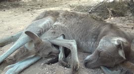 Kangaroo joey chills out in mum's pouch
