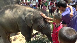 Thailand National Elephant Day