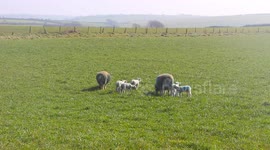 Spring has arrived , Spring lambs very happy in the early spring sunny days
