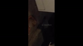 Grandma finds snake in laundry room and freaks out