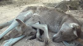 Kangaroo joey chills out in mum's pouch