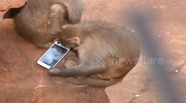 Monkey plays with mobile phone after tourist drops it into enclosure