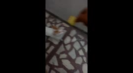 hungry cat snatching biscuit