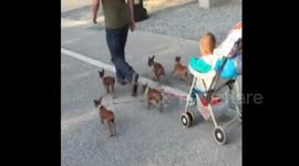 Dad uses tiny dogs to pull baby in buggy so he doesn't have to