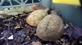 Baby turtles eating for first time (Terrapene carolina).