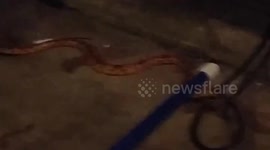 Grandma finds snake in laundry room and freaks out