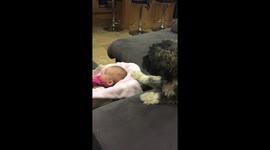 Dog rocks baby in cradle