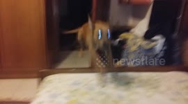 Dog greets owner after 12 days and is incredibly excited