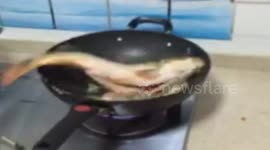 Dead fish jumps about in pan while being cooked