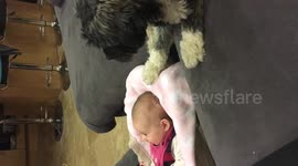 Dog rocks baby in cradle