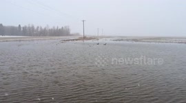 Geese enjoying flooded fields in Canada