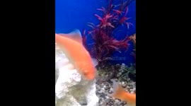 Gold Fish freshwater fish domesticated version