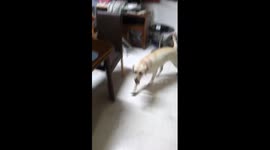 Clever dog opens door by itself