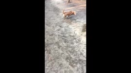 Puppy Play