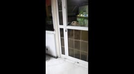 Clever dog opens door by itself